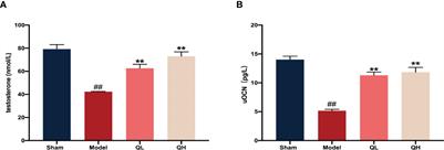 Quercetin Attenuates Osteoporosis in Orchiectomy Mice by Regulating Glucose and Lipid Metabolism via the GPRC6A/AMPK/mTOR Signaling Pathway